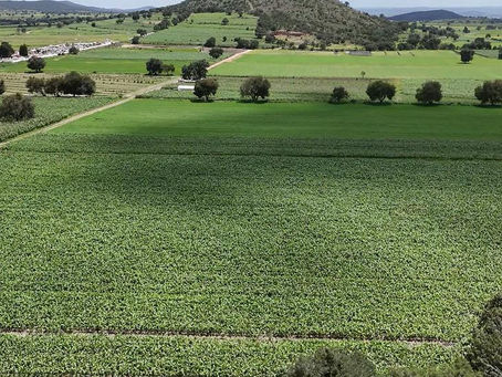 SIA ACTIVA APOYO EMERGENTE PARA PRODUCTORES CON CULTIVOS DAÑADOS POR LLUVIAS