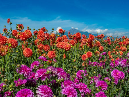 EL CAMPO Y EL DESARROLLO RURAL SON PRIORIDAD PARA EL GOBIERNO MUNICIPAL DE HUAMANTLA