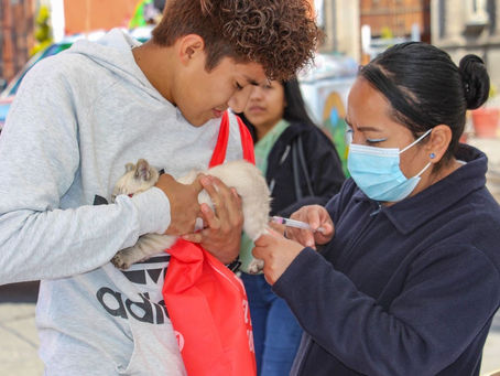 ÚLTIMOS DÍAS DE VACUNACIÓN ANTIRRÁBICA CANINA Y FELINA EN EL PARQUE JUÁREZ Y CENTRO DE SALUD URBANO