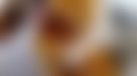 O mundo maravilhoso dos nossos amigos caninos.