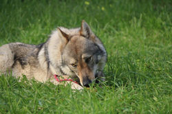 27983378_10213035775022627_2601219910499474543_o