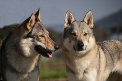 15590879_10209552440461440_1737967303996783989_o