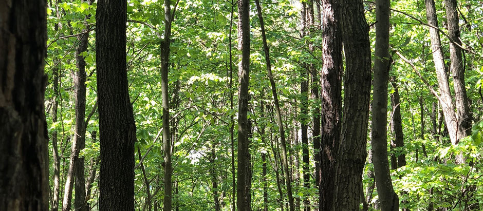 Regenerative Development and Tim Murphy