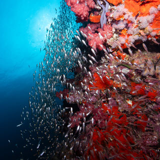 Richelieu Rock, Thailand