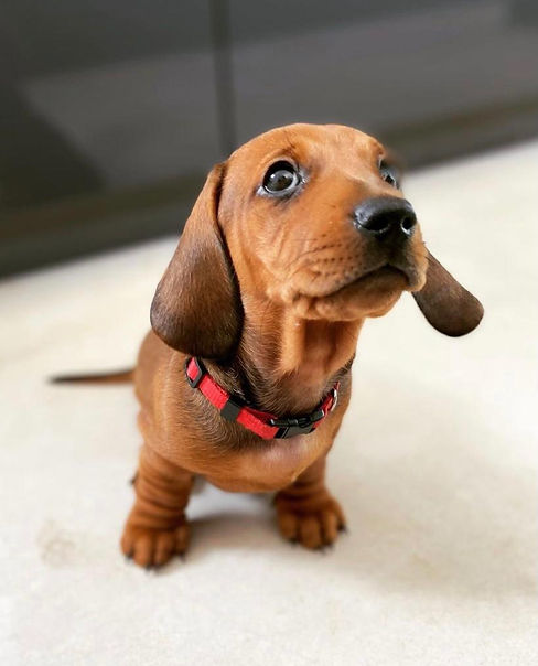 WhatsApp Image 2021-06-15 at 12.01.49.jpeg