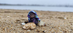 Poupizette en voyage en Bretagne