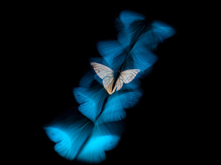 French photographer Catherine Aupetit Earns Best Photo of the Season for “Blue Fairy”