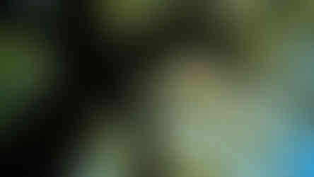 Kris De Ruysscher Les cinq arbres sacrés de Kiso