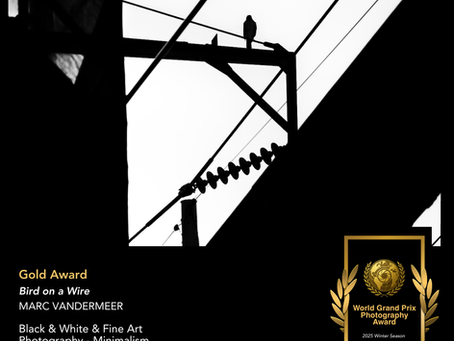 Finding Stillness in Structure: Marc VanDermeer’s “Bird on a Wire” Wins Gold