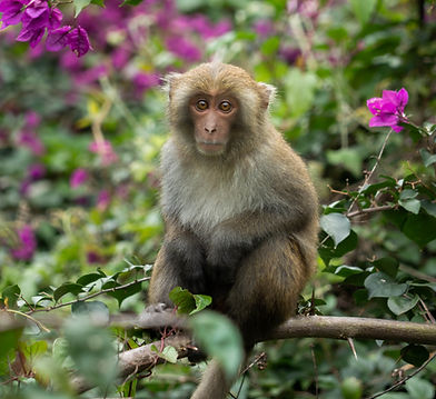 Eyes of the Wilderness