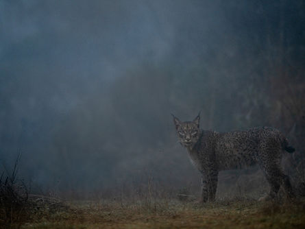 The Returning Soul: SHAO-YEN HSU Captures a Ghostly Encounter in the Iberian Wilderness