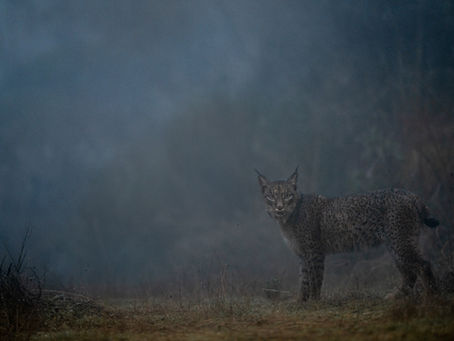 The Returning Soul: SHAO-YEN HSU Captures a Ghostly Encounter in the Iberian Wilderness