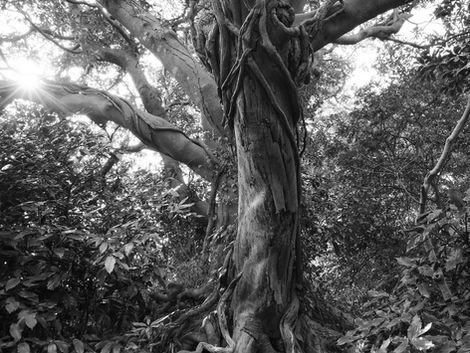 How Michiyo Nishikubo Transforms Nature Into Emotional Poetry
