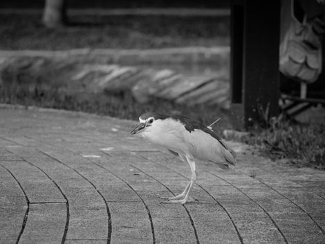 The Ambivalence Of Mercy: When Nature Becomes A Mirror Of Human Society