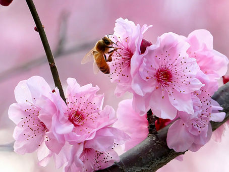 Spring & Animal: A Reflection of Nature’s Splendor and Urgency