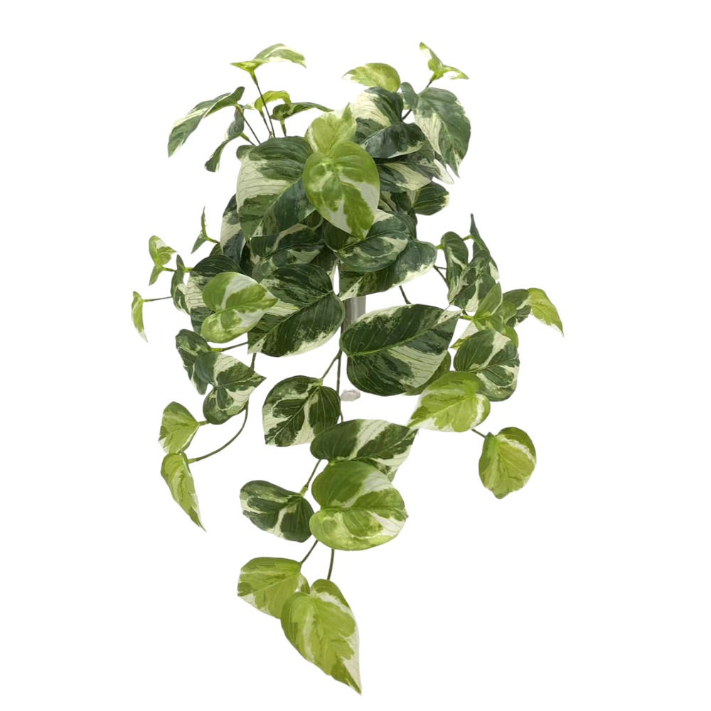 Pothos Greenery