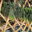 Thumbnail: Natural Touch Norfolk Pine Garland