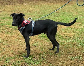 FullSizeRender (1).jpeg