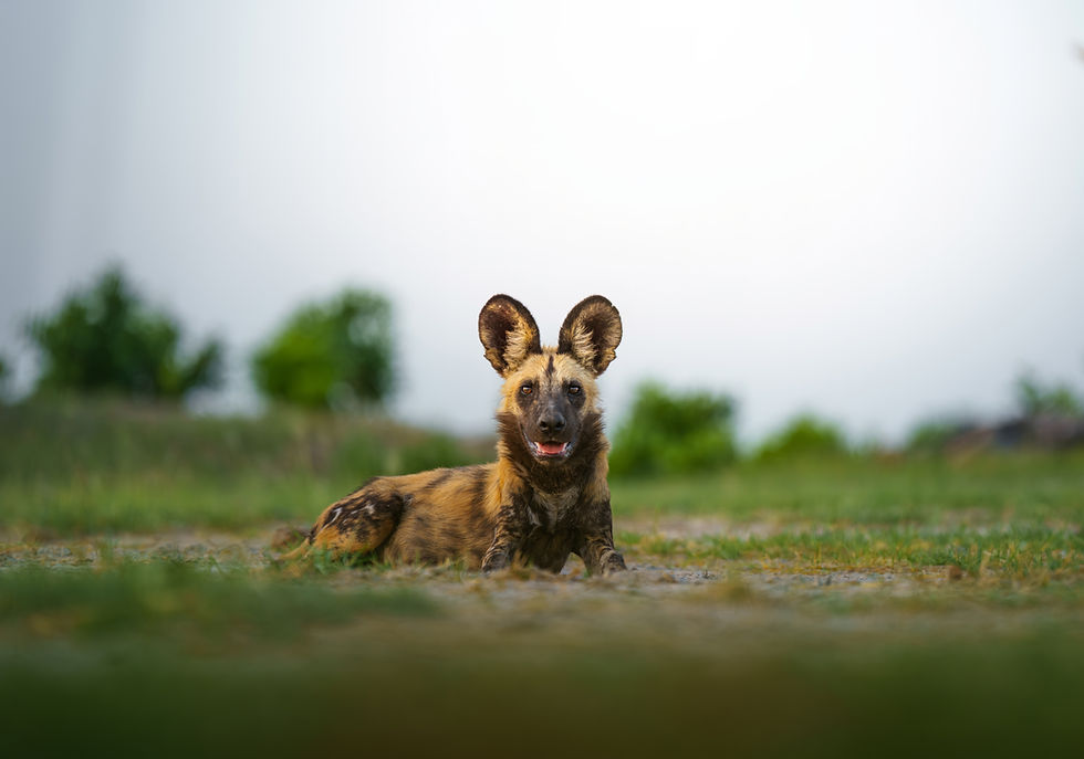 bots_mokolwane_wild dog 1.jpg