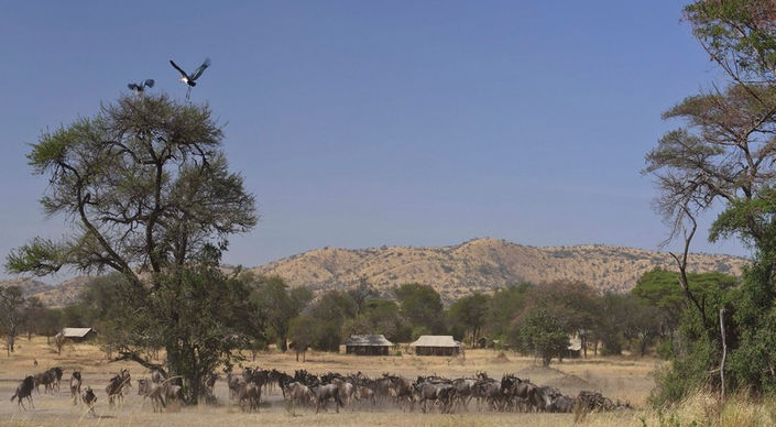 Wildebeest crossing the river in front of Ubuntu Migration Camp in The Serengeti, Tanzania with Safari Ambitions