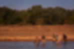 Group of walkers crossing the river in Zambia