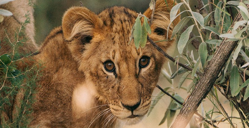 Cute picture of a small lion cub looking through the branches at Naboisho Camp in The Greater Kruger, Kenya