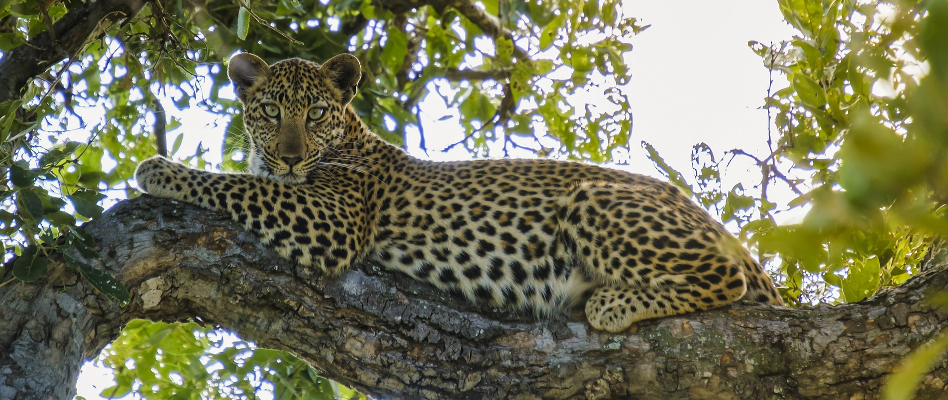Safaris in Africa with Mopani Safaris_ed