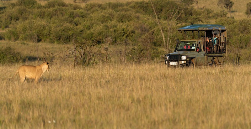 Lion in the long grass looking at a safari vehicle with people at Basecamp Adventure Safari Camp in The Masai Mara in Kenya