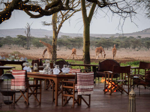 giraffes at a waterhole in front of a deck with chairs and a camp fire at Sirikoi Lodge in Laikipia