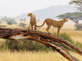 Two cheetahs on the plains of The Serengeti