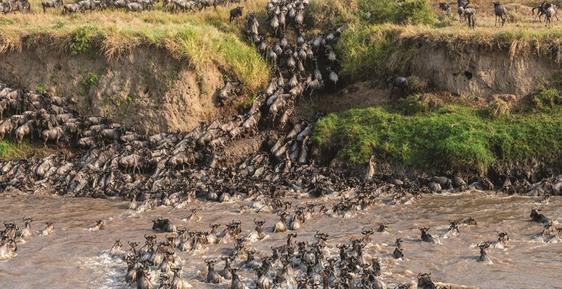 The Great Migration at Sayari Safari Camp in The Serengeti Tanzania with Safari Ambitions