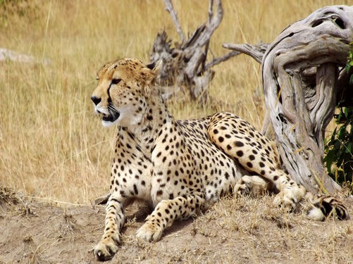 Encounter Mara Safari Camp in Naboisho, Kenya with Safari Ambitions