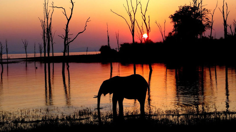 Night Drives in Africa lone elephant drinking from Lake Kariba in Matusadona National Park, Zimbabwe