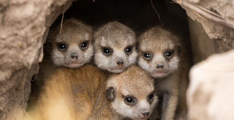See Meerkats at Jacks Safari Camp in the Makgadikgadi Salt Pans in Botswana with Safari Ambitions