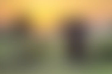 Kruger National Park: Where the Wild Roams Free