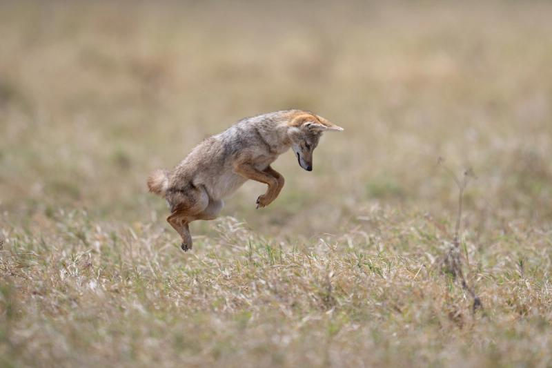 The Golden Jackal pounces on its prey-Small.jpg