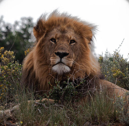 Big Five Safaris in Africa large male lion lying in the grass with thick mane