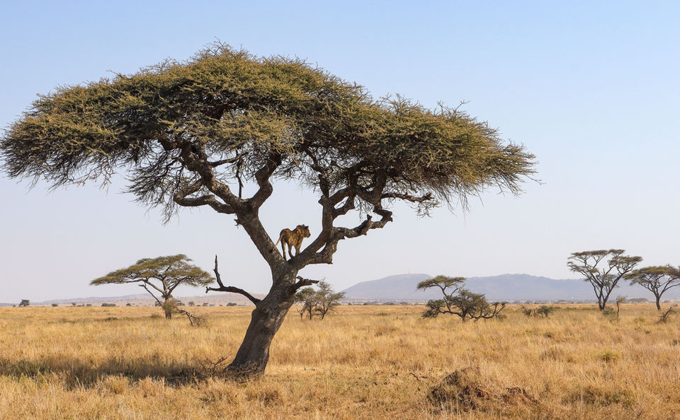 Big Five, Predator Action, African Wild Dog, Rhino, Giraffe, Pangolin (Rare!), Grevy's Zebra
