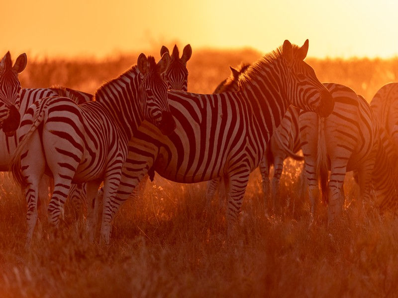 33 Makgadikgadi - Zebra.jpg