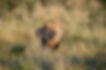 Safari Camps and Lodges in Zimbabwe: Untamed Luxury in the Heart of Africa
Zimbabwe is a country of dramatic landscapes, iconic wildlife, and deep cultural heritage. From the thunderous Victoria Falls to the wide, elephant-filled plains of Hwange and the winding waterways of Mana Pools, this southern African nation offers a safari experience that is both raw and refined. Central to that experience are its safari camps and lodges — thoughtfully placed sanctuaries that connect travelers to nature, adventure, and genuine African hospitality.
While Zimbabwe may fly under the radar compared to some neighboring countries, its safari accommodations rival the best in Africa — offering immersive, low-impact stays that prioritize wilderness, wildlife, and meaningful encounters.
Why Zimbabwe?
Zimbabwe’s national parks and private reserves are celebrated for their biodiversity, dramatic settings, and highly skilled guides — often considered among the best on the continent. Many areas are less crowded than better-known safari destinations, allowing for intimate wildlife experiences and personal attention at camps and lodges.
Whether you're looking for a luxurious riverside retreat, a rustic bush camp, or a tented hideaway in the heart of elephant country, Zimbabwe offers a safari stay to match your travel style.
Types of Safari Camps and Lodges in Zimbabwe
1. Luxury Lodges
In Zimbabwe, luxury doesn't mean losing your sense of place. High-end lodges offer elegant suites or villas, gourmet meals, private plunge pools, and expansive views — all designed to complement, not overshadow, the surrounding wilderness. Many are solar-powered and built with sustainable materials, reflecting a commitment to conservation as well as comfort.
2. Tented Safari Camps
These camps capture the essence of old-world safari charm. Canvas-walled tents offer proper beds, en-suite bathrooms, and verandas with views of waterholes or game trails. Though they vary in scale and style, tented camps in Zimbabwe are generally intimate, with just a few tents and a focus on personal service and proximity to nature.
3. Seasonal or Mobile Camps
Set up in remote or wildlife-rich areas during peak seasons, these camps are designed for flexibility and adventure. They often follow migration routes or are positioned near known animal hotspots. While simpler in structure, they offer excellent guiding and a raw, unforgettable bush experience.
4. Bush Lodges and Eco-Camps
Some camps and lodges are designed to operate in harmony with the land, using renewable energy and local materials, and employing staff from nearby communities. These eco-conscious stays are perfect for travelers seeking meaningful, responsible tourism and a closer connection to local culture and conservation.
Key Safari Regions and Accommodation Styles
Hwange National Park
Zimbabwe’s largest national park is famed for its huge elephant herds, predator sightings, and varied ecosystems. Lodges and camps in Hwange range from luxurious to rustic, often located in private concessions or near waterholes frequented by wildlife. Many offer elevated viewing platforms, walking safaris, and night drives for a fuller immersion in the bush.
Mana Pools National Park
This UNESCO World Heritage Site along the Zambezi River is renowned for its wild beauty and adventurous spirit. Camps here are often remote and seasonal, set along riverbanks or in forests visited by elephants, lions, and wild dogs. Mana is one of the few parks where walking and canoeing safaris are a highlight, and camps reflect that sense of wilderness — open, unfenced, and free-flowing.
Matobo Hills National Park
Nestled among granite outcrops and ancient rock formations, this area offers a different kind of safari — one rich in cultural history, spiritual significance, and opportunities to track rhinos on foot. Lodges here often emphasize design that blends into the rocky landscape and are ideal for those seeking solitude and heritage alongside wildlife.
Matusadona National Park
Located along the shores of Lake Kariba, Matusadona offers a mix of water-based and land safaris. Lodges and camps here make the most of the scenic lake views, with game drives complemented by boat trips and fishing excursions. Accommodation options are varied, often tucked between forest and shoreline.
Victoria Falls Area
While best known for the world-famous waterfall, this region also offers safari opportunities in surrounding reserves. Camps and lodges here cater to travelers combining sightseeing with wildlife — offering a mix of luxury and accessibility, and often including river cruises, cultural visits, and helicopter tours.
What to Expect at a Safari Camp or Lodge in Zimbabwe
Exceptional Guiding: Zimbabwean guides are internationally recognized for their training and knowledge, offering rich interpretation of both big game and the smaller wonders of the bush.
Intimate Settings: Most camps are small, with an average of 6–10 tents or suites, ensuring privacy and personalized service.
Twice-Daily Activities: Guests typically enjoy early morning and late afternoon game drives or walking safaris. In some regions, activities may also include canoeing, birdwatching, or tracking on foot.
Dining Experiences: Meals are often served in open-air settings or under the stars, with locally inspired cuisine and fireside storytelling a core part of camp life.
Wildlife Encounters: Many camps are unfenced, meaning animals may pass through. It’s not unusual to hear lions roaring at night or to see elephants wandering near your tent at dawn.
Responsible Tourism and Conservation
A growing number of safari camps and lodges in Zimbabwe are deeply committed to conservation and community development. By choosing these stays, guests directly contribute to wildlife protection, anti-poaching efforts, and sustainable livelihoods for local people. Many properties also invest in education, healthcare, and cultural preservation initiatives.
Planning Your Safari Stay
When choosing a safari camp or lodge in Zimbabwe, consider the following:
Season: The dry season (May to October) is best for wildlife visibility, while the green season (November to April) offers lush scenery, fewer tourists, and excellent birding.
Activity Preferences: If you're drawn to walking or canoe safaris, look for camps in Mana Pools or areas that specialize in active exploration.
Travel Logistics: Some remote camps require small plane transfers or long drives, so plan your route and budget accordingly.
Travel Style: Whether you're seeking understated luxury, remote wilderness, or community-based experiences, Zimbabwe has an option to match.
Final Thoughts
Zimbabwe’s safari camps and lodges offer something rare in today’s world: a chance to slow down, tune into nature, and experience the wilderness on its own terms. Whether you're watching elephants cross a river at sunset, walking quietly through mopane woodlands, or sharing stories by lantern light, your stay becomes an inseparable part of your journey.
In Zimbabwe, the safari isn’t just about the animals — it’s about where you are, how you experience it, and the people who guide you through it. And in that quiet, wild corner of Africa, you'll find something truly unforgettable.
