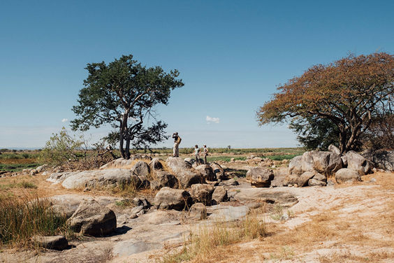 Safaris in Ruaha National Park in Tanzania with Safari Ambitions
