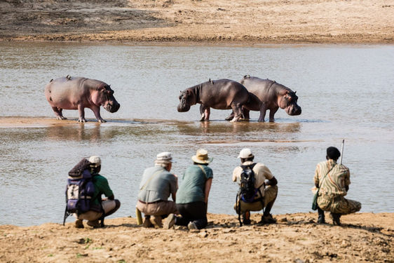 A group of five people squatting on a sandy bank in front of a river looking at 3 hippos