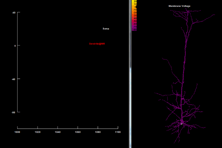 Back_propagating_action_potential
