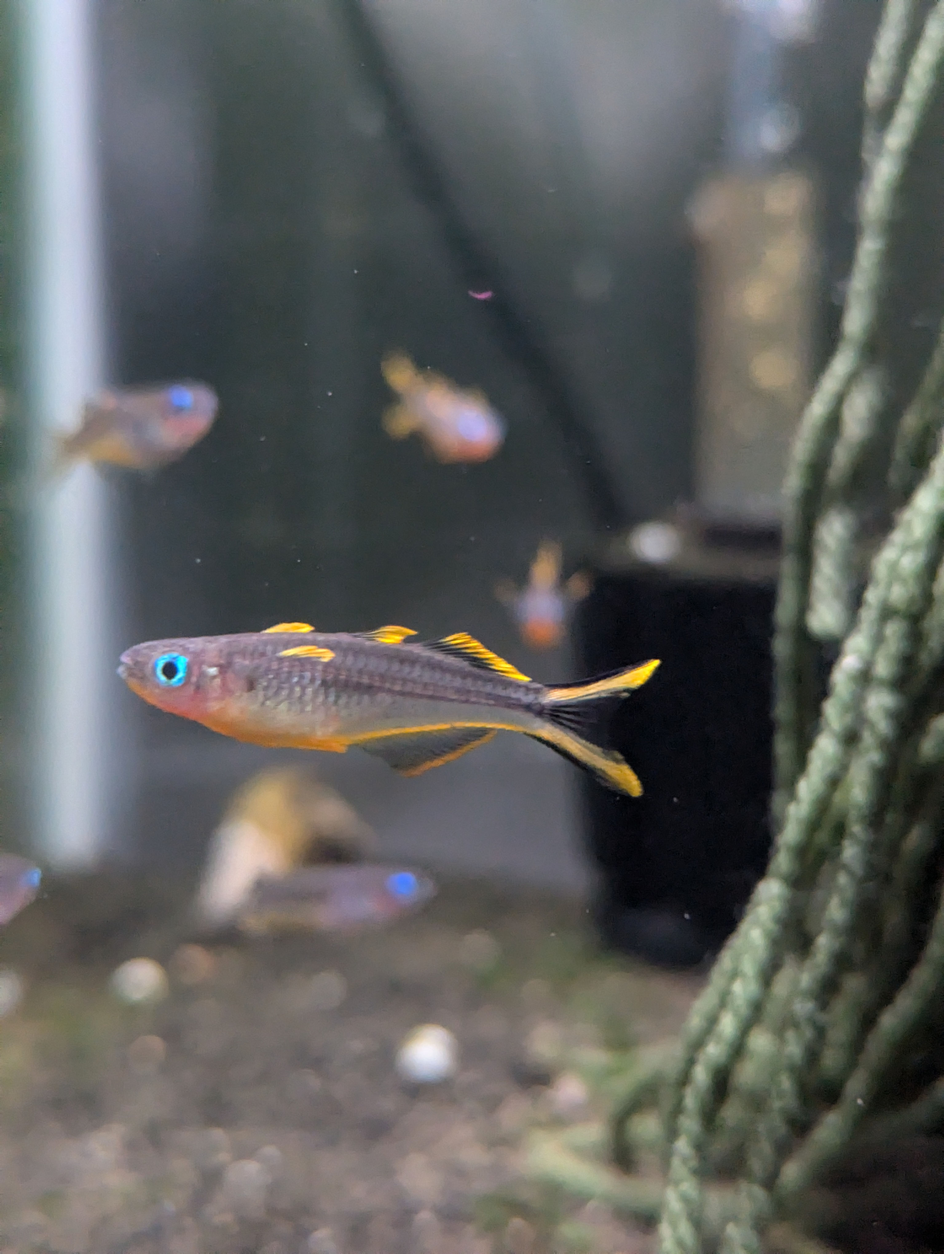 Forktail Blue-Eye Rainbowfish (Pseudomugil Furcatus)