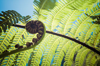 SilverFern.jpeg