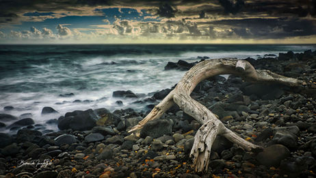 Driftwood at Burnett Heads, Qld