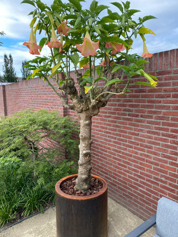 Leaf tuinen_beplanting.jpeg