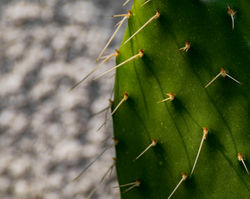 Qui s'y frotte s'y pique !