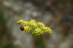 Coccinelle