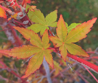 Maple tree planted in honor of Alan Hu